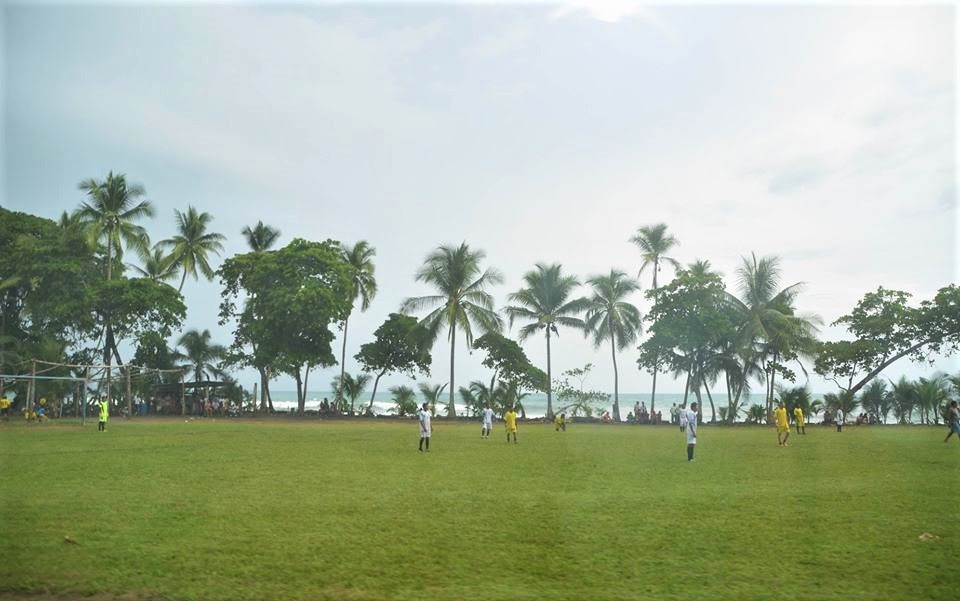 palmier, luxuriant, mer, costa rica, plage