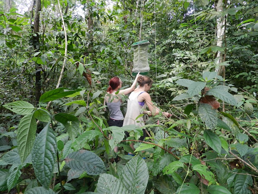 Volontariat, bénévolat, Costa Rica, protection, environnement