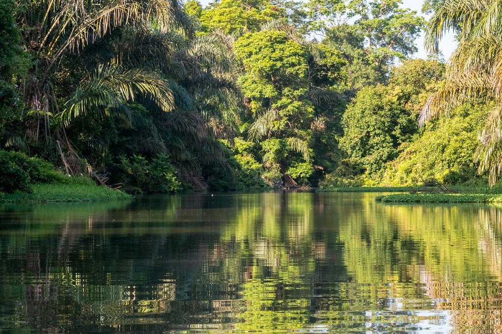 rivière, mangrove, canopée, exploration, faune, canal, canaux