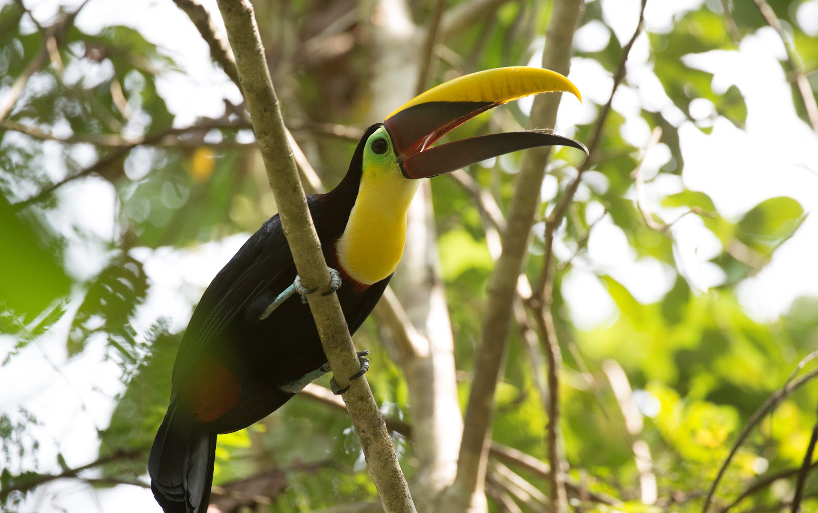 toucan, oiseau, observation, faune, cacao, Costa Rica, couleurs, plumage, Honduras, Nicaragua, Santa Rosa, lézards, serpents, nourriture, fruits