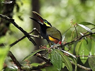 toucan, oiseau, observation, faune, oreilles d'or, Honduras, Equateur, plantations,