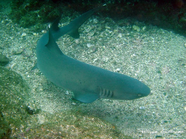 Requin corail - Costa Rica
