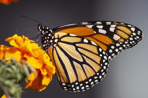 Monarque - Papillon - Costa Rica