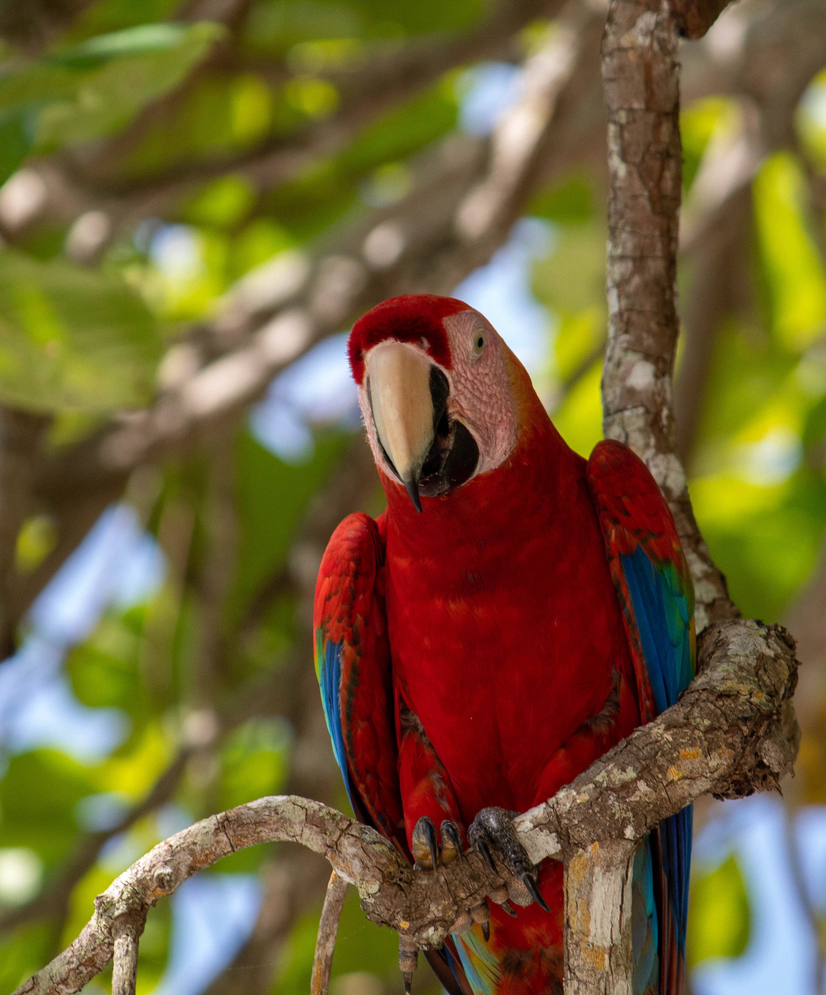 ara, perroquet, faune, plage, vacances, profiter, détente, Costa Rica, exploration, découverte, parc national, faune, oiseaux, soleil