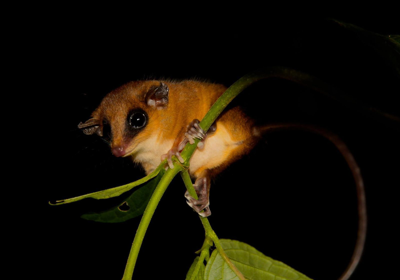 Balade jungle, visite de nuit, kinkajou