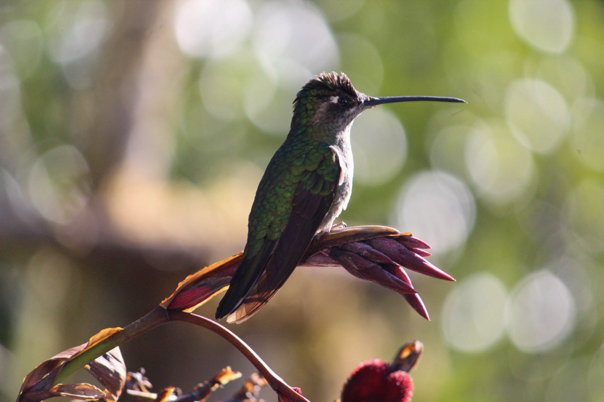 colibri sur sa branche