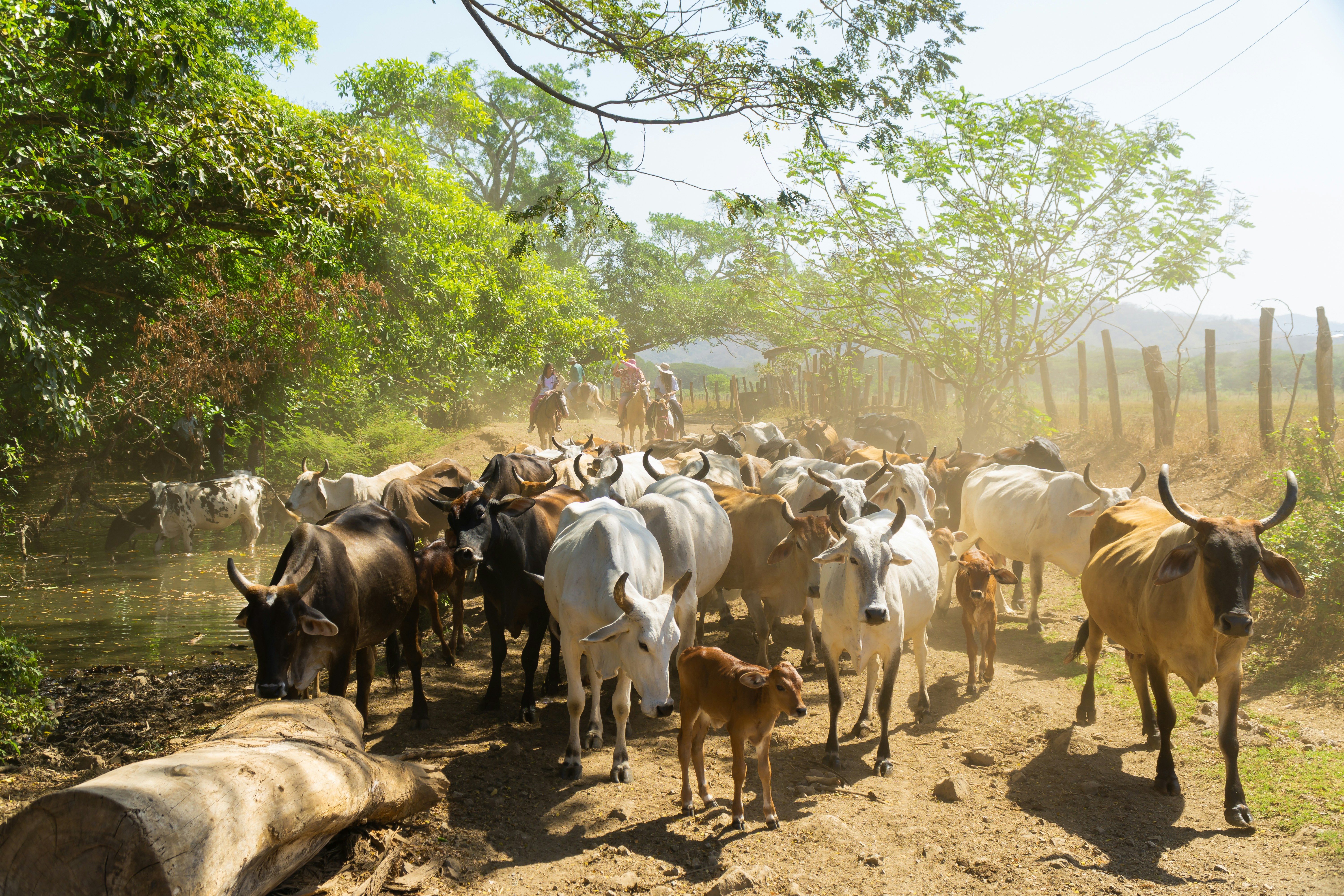 Chevaux de paysans Costa Rica