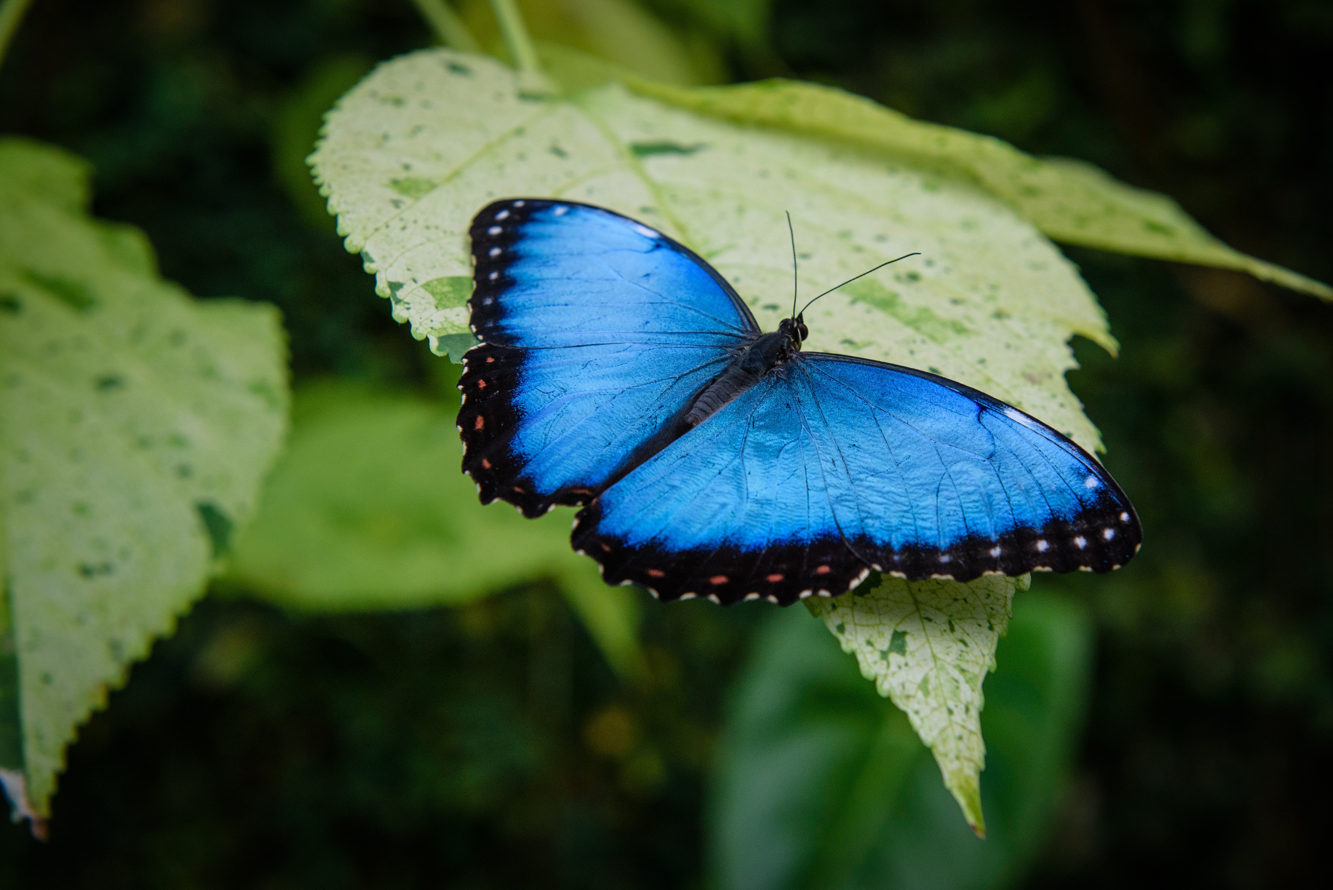 papillon morpho bleu, costa rica, insecte