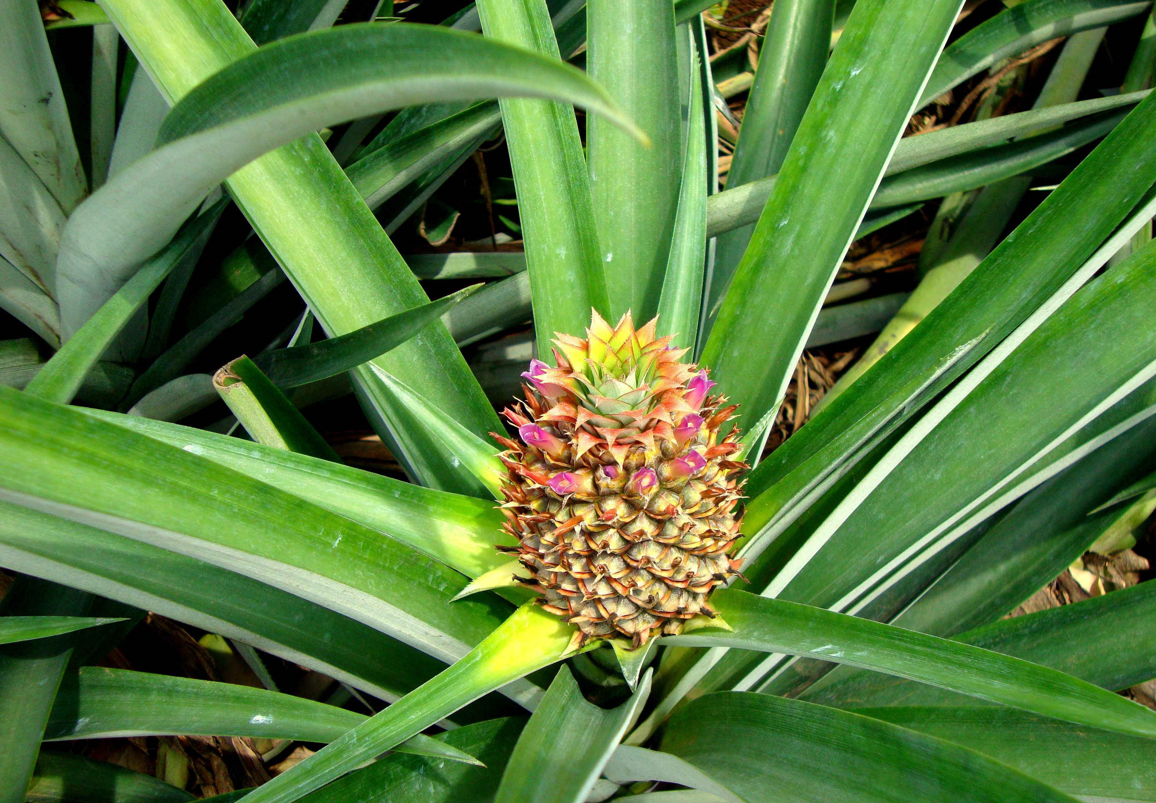 Plan d'anana